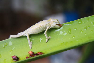 Close-up of insect on leaf