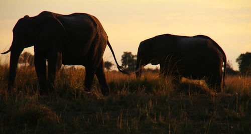 Elephants on field