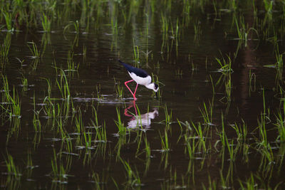 Bird in a lake