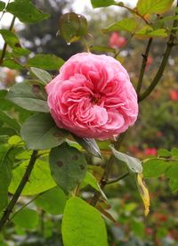 Close-up of pink rose blooming outdoors