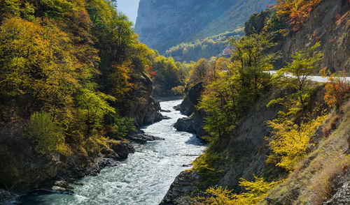 Scenic view of river amidst trees in forest