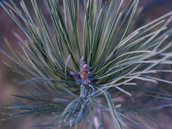 Close-up of purple flower plant
