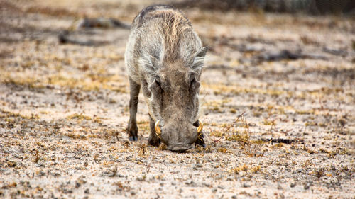 Portrait of a warthog