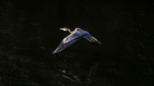 View of a bird flying over water