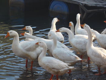 Close-up of swans in lake