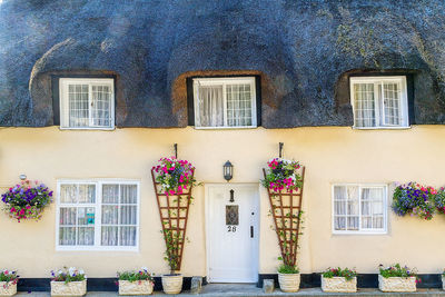 Potted plant on wall of building