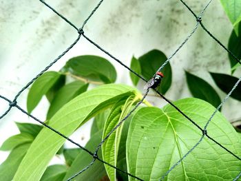 Close-up of insect on leaf