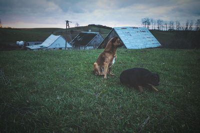 Dogs on grassland