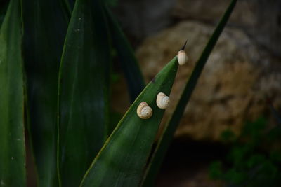 High angle view of snails on leaf of plant