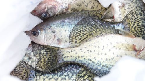 High angle view of fish for sale in market