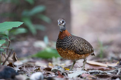 Close-up of a bird on land