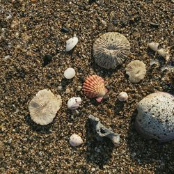 High angle view of seashells on beach