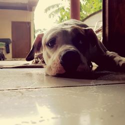 Close-up of dog resting on floor