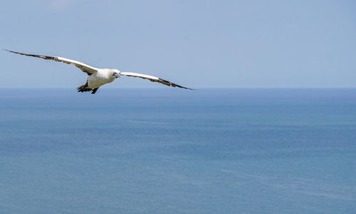 Close up of gliding flying white sea bird gannets with a huge wingspan over blue sky and ocean 