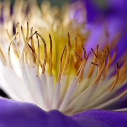 Close-up of purple crocus flower