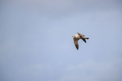 Low angle view of seagull flying in sky