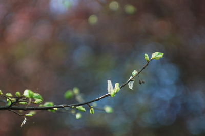 Close-up of plant growing outdoors