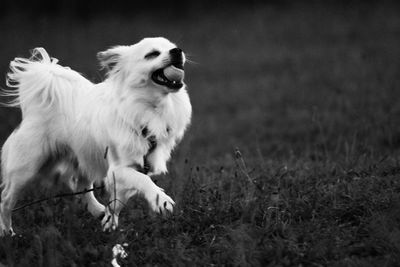 View of a dog running on field