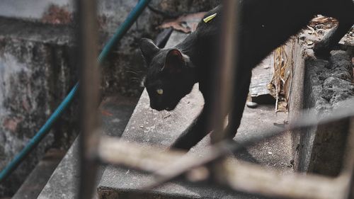 View of a cat through metal fence