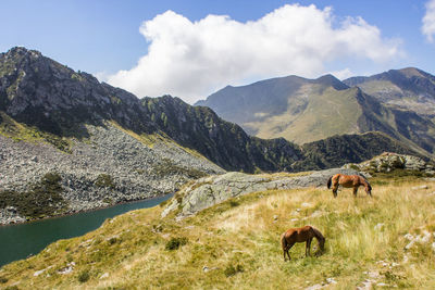 High angle view of horses on grassy field against mountains