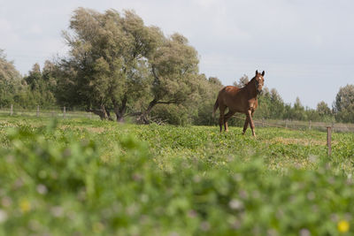 Horses in a field