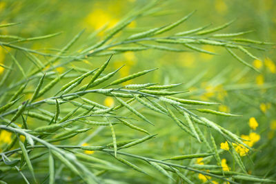 Green mustard pods growing at agriculture field