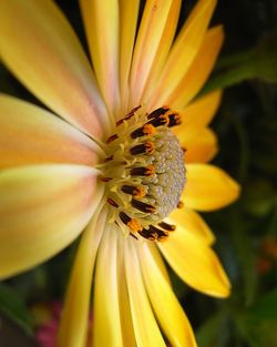 Close-up of yellow flower