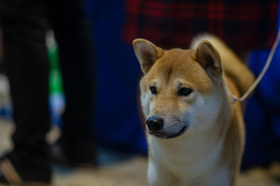 Close-up portrait of dog standing