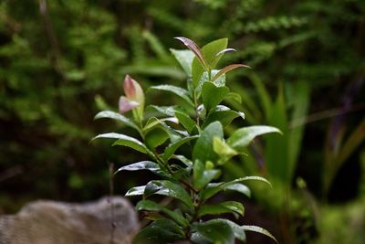 Close-up of plant growing on field