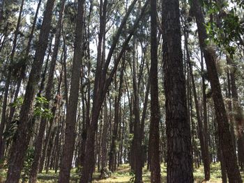 Low angle view of trees in forest against sky