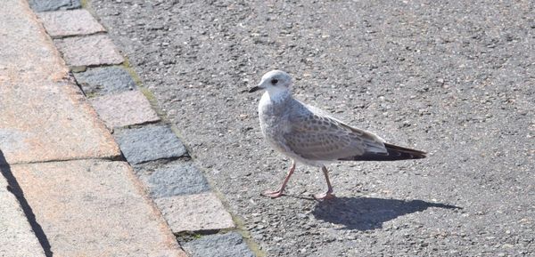 High angle view of seagull on footpath