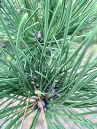 Full frame shot of pine tree