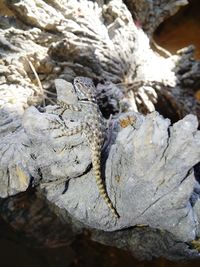 Close-up of lizard