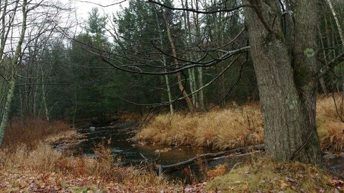 Bare trees in forest