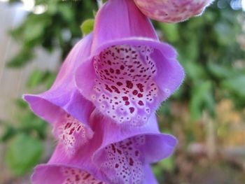 Close-up of pink flower