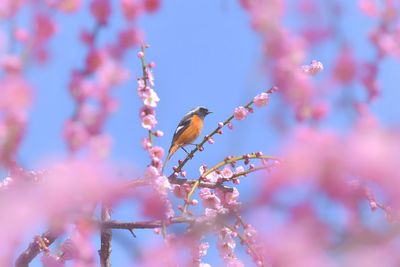 View of cherry blossom tree