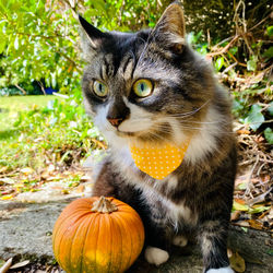 Cat with pumpkin