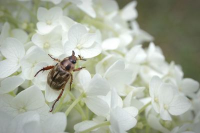 Close-up of bug on white hydrangea