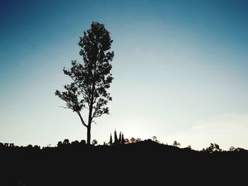 Low angle view of silhouette tree against clear sky