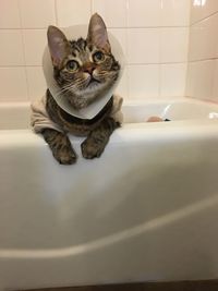 Close-up of cat with protective collar in bathtub