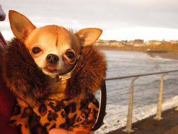 Close-up portrait of dog