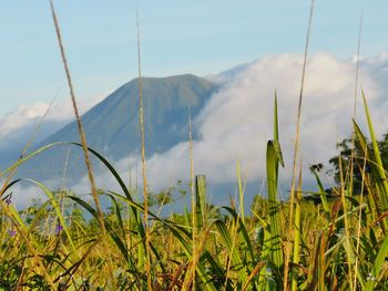 Plants growing on field against sky