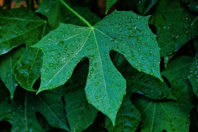 Close-up of wet leaves on rainy day