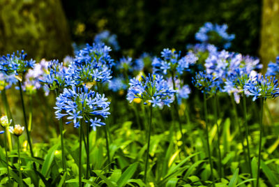 Close-up of purple flowering plants on field