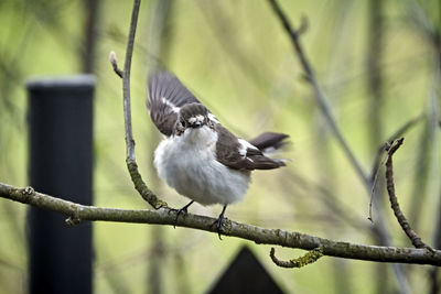Bird perching on a branch