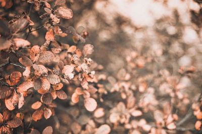 Close-up of cherry blossom tree during autumn