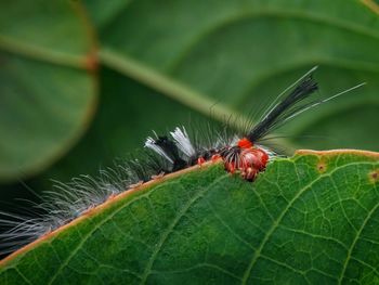 Caterpillars are eating behind the green leaves.macro insect photography.