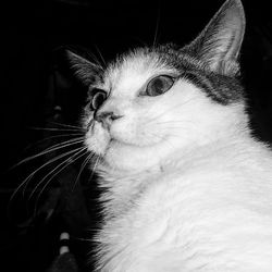 Close-up of cat looking away