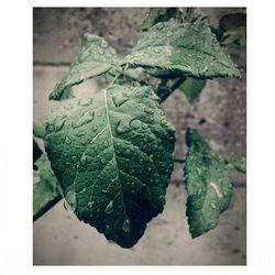 Close-up of leaves