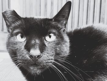 Close-up portrait of cat